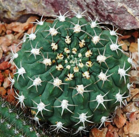 Gymnocalycium_oenanthemum